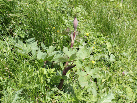 Angelica edulis