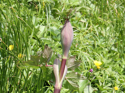 Angelica edulis