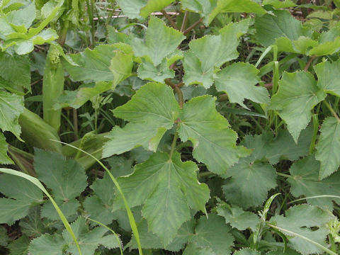 Angelica edulis