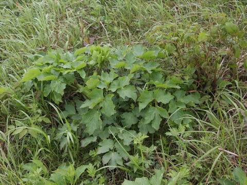 Angelica edulis