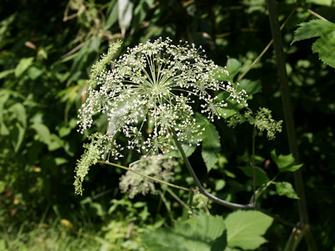 Angelica edulis