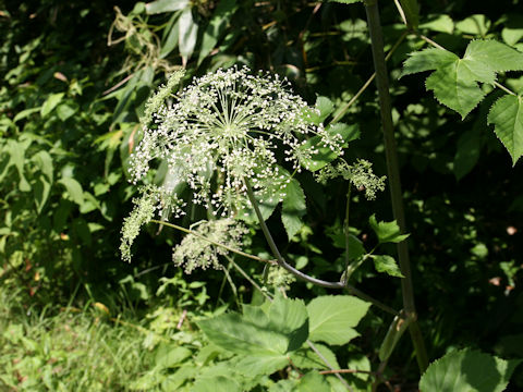 Angelica edulis