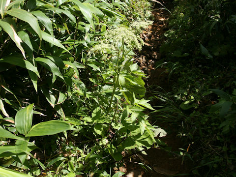 Angelica edulis