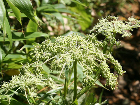 Angelica edulis