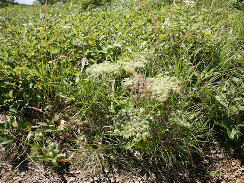 Angelica edulis