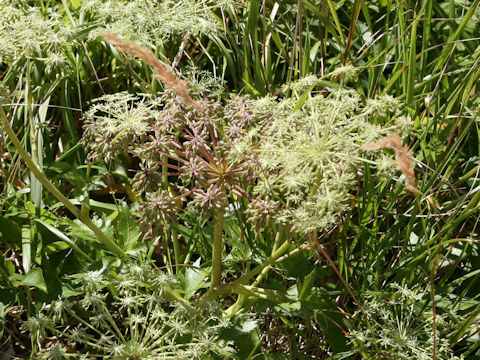 Angelica edulis