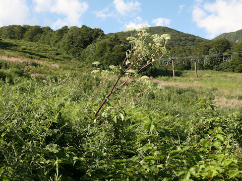 Angelica edulis