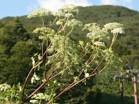 Angelica edulis