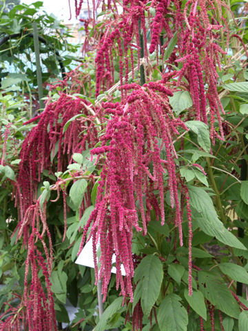 Amaranthus hypochondriacus