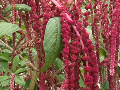 Amaranthus hypochondriacus