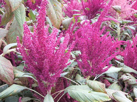 Amaranthus hypochondriacus cv. New Aztec