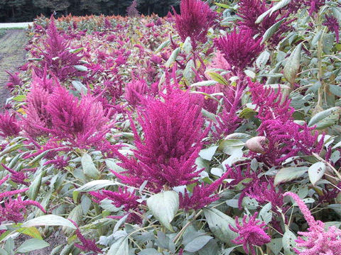 Amaranthus hypochondriacus cv. New Aztec