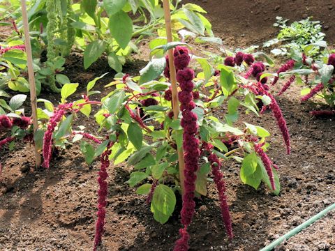 Amaranthus hypochondriacus cv. Pony Tails