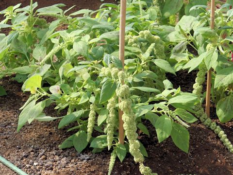 Amaranthus hypochondriacus cv. Pony Tails