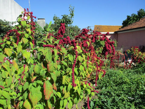 Amaranthus hypochondriacus