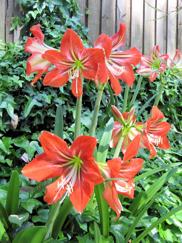 Hippeastrum hybridum