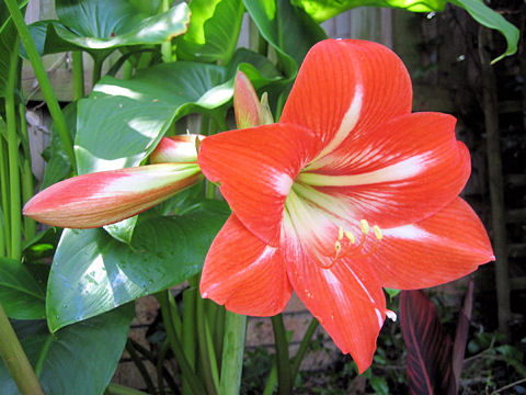 Hippeastrum hybridum