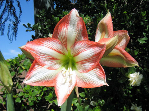 Hippeastrum hybridum