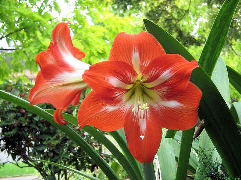 Hippeastrum hybridum