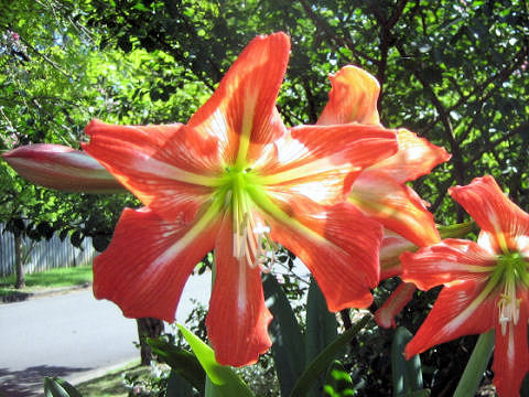 Hippeastrum hybridum