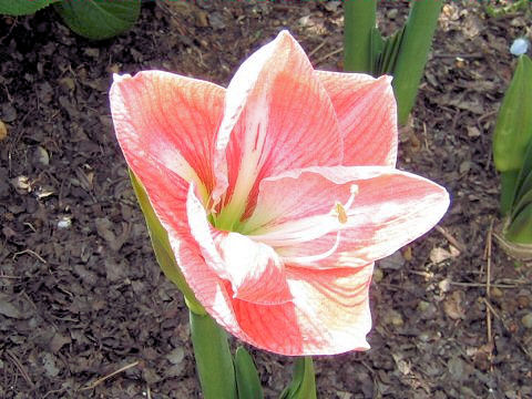 Hippeastrum hybridum