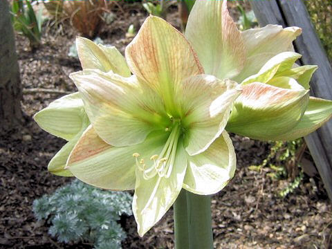 Hippeastrum hybridum