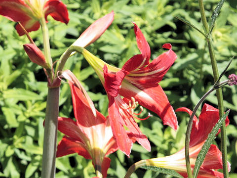 Hippeastrum hybridum