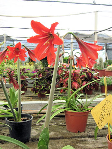 Hippeastrum hybridum