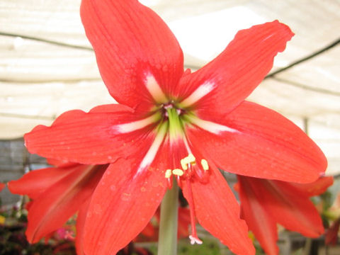 Hippeastrum hybridum