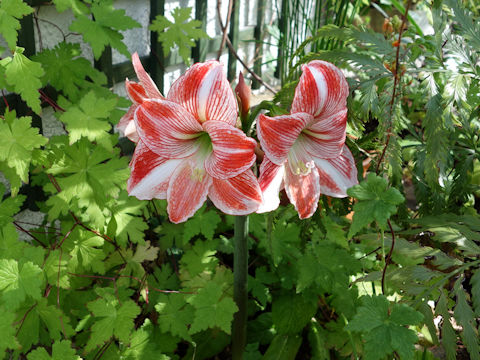 Hippeastrum hybridum