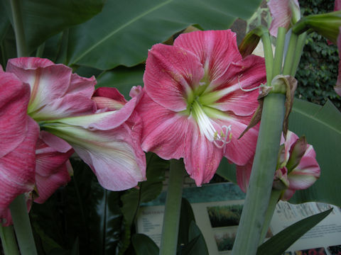 Hippeastrum hybridum