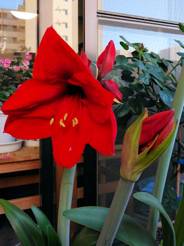 Hippeastrum hybridum