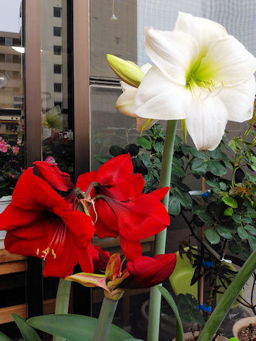 Hippeastrum hybridum