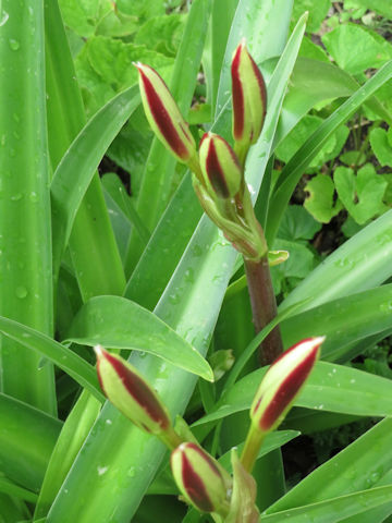 Hippeastrum hybridum