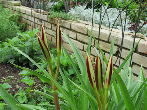 Hippeastrum hybridum