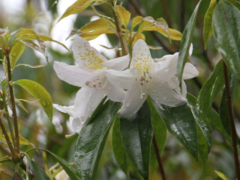 Rhododendron latoucheae var. amamiense