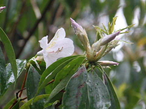 Rhododendron latoucheae var. amamiense