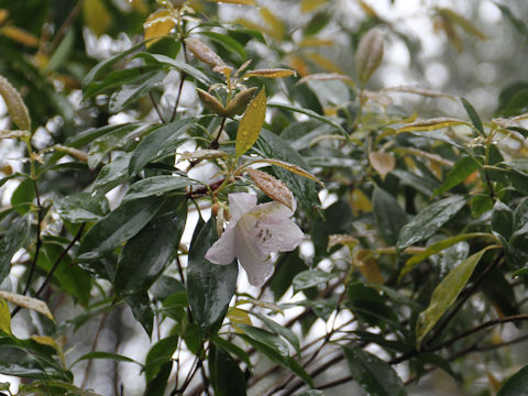 Rhododendron latoucheae var. amamiense