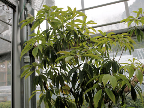 Rhododendron latoucheae var. amamiense