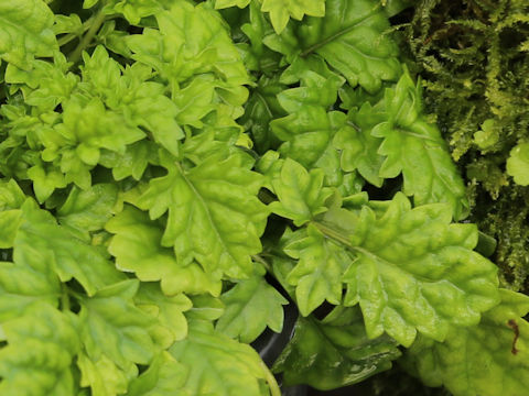 Salvia pygmaea var. simplicior