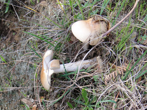 Amanita velosa