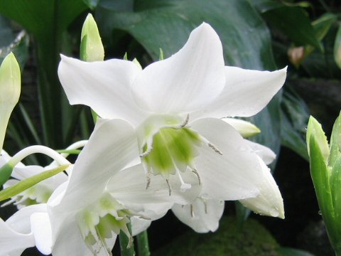 Eucharis grandiflora