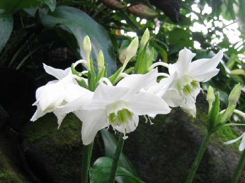 Eucharis grandiflora