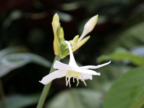 Eucharis grandiflora