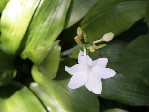 Eucharis grandiflora