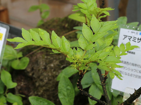 Zanthoxylum amamiense