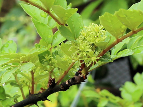 Zanthoxylum amamiense