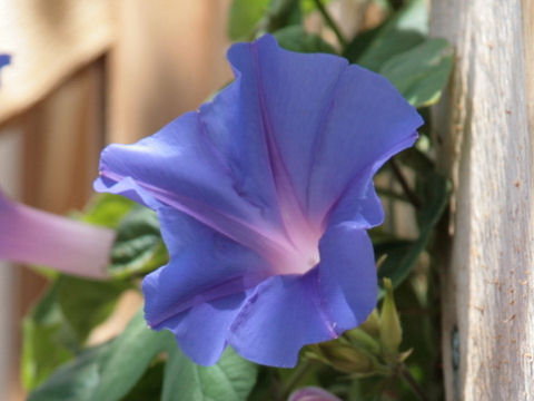 Ipomoea hederacea