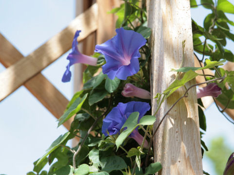 Ipomoea hederacea