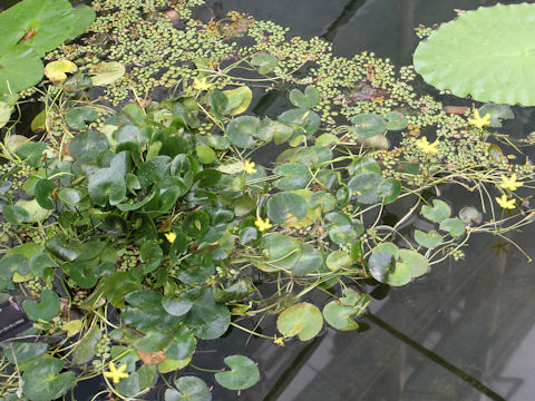 Nymphoides crenata